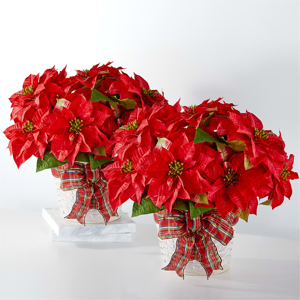 Happiest Holidays Poinsettia Bundle – Windsor Florist Inc., The, New York NY