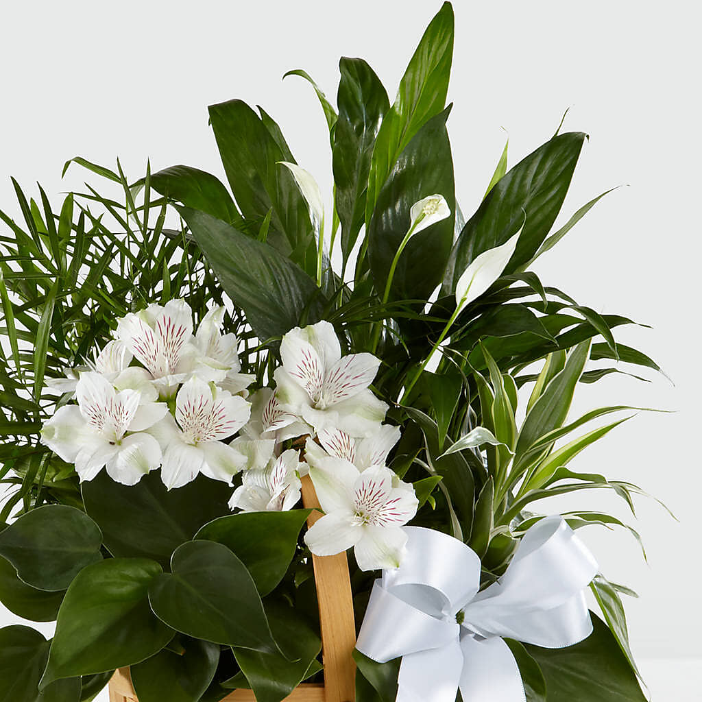 Peace & Serenity Dishgarden – Windsor Florist Inc., The, New York NY