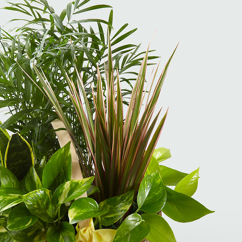 French Garden – Windsor Florist Inc., The, New York NY