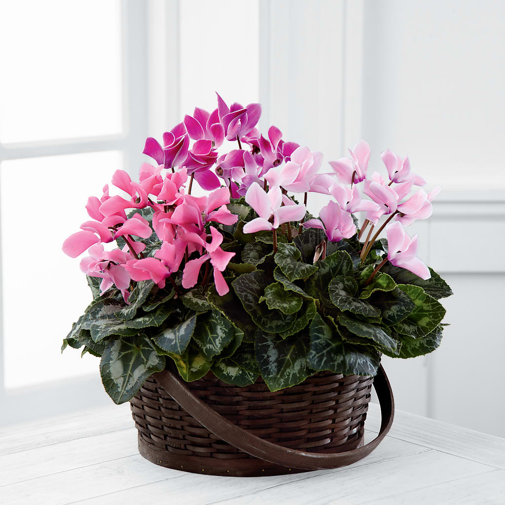 Mixed Cyclamen Planter – Windsor Florist Inc., The, New York NY