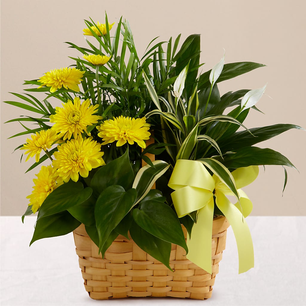 Loving Light Dishgarden – Windsor Florist Inc., The, New York NY