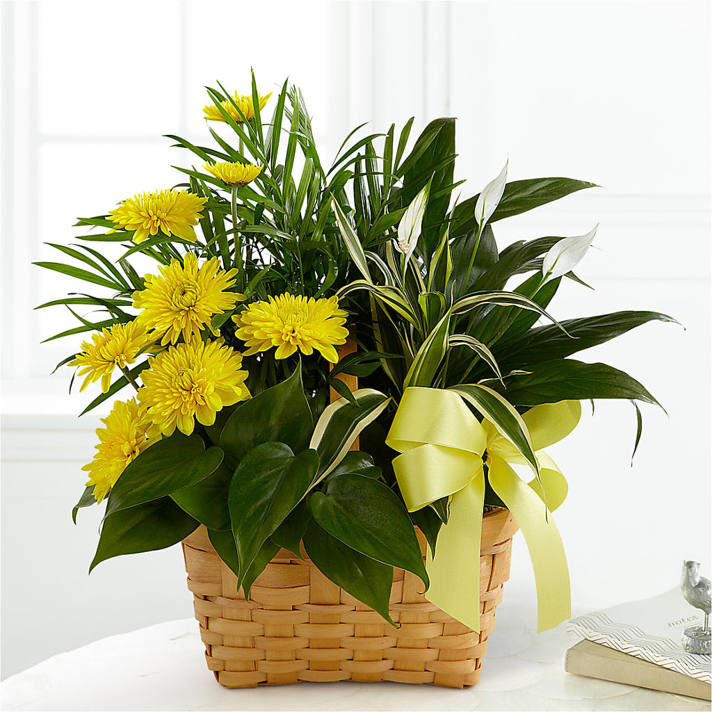 Loving Light Dishgarden – Windsor Florist Inc., The, New York NY