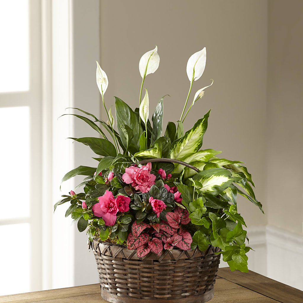 Dream in Pink Dishgarden – Windsor Florist Inc., The, New York NY