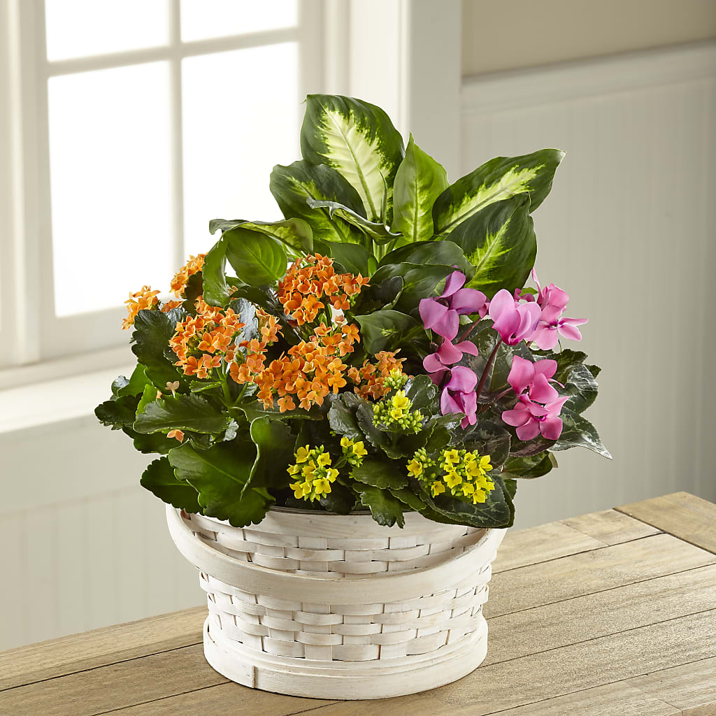 Color Crush Dishgarden – Windsor Florist Inc., The, New York NY
