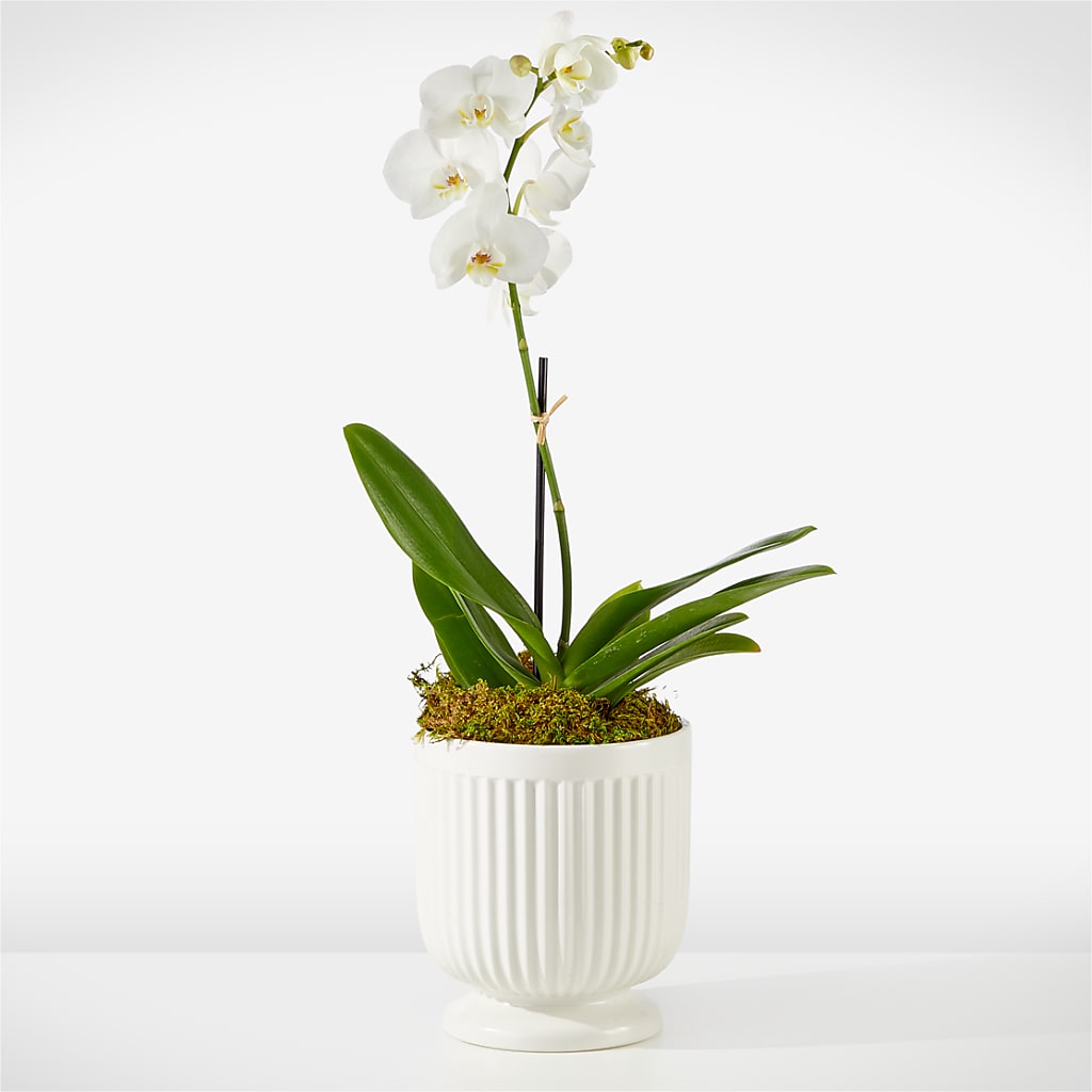 Whispering White Orchid – Windsor Florist Inc., The, New York NY