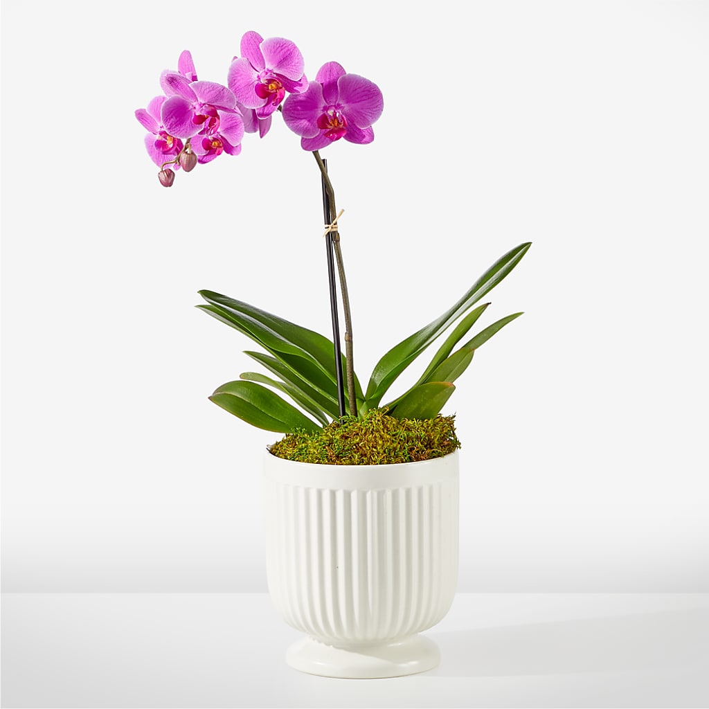 Friendly Fuchsia Orchid – Windsor Florist Inc., The, New York NY
