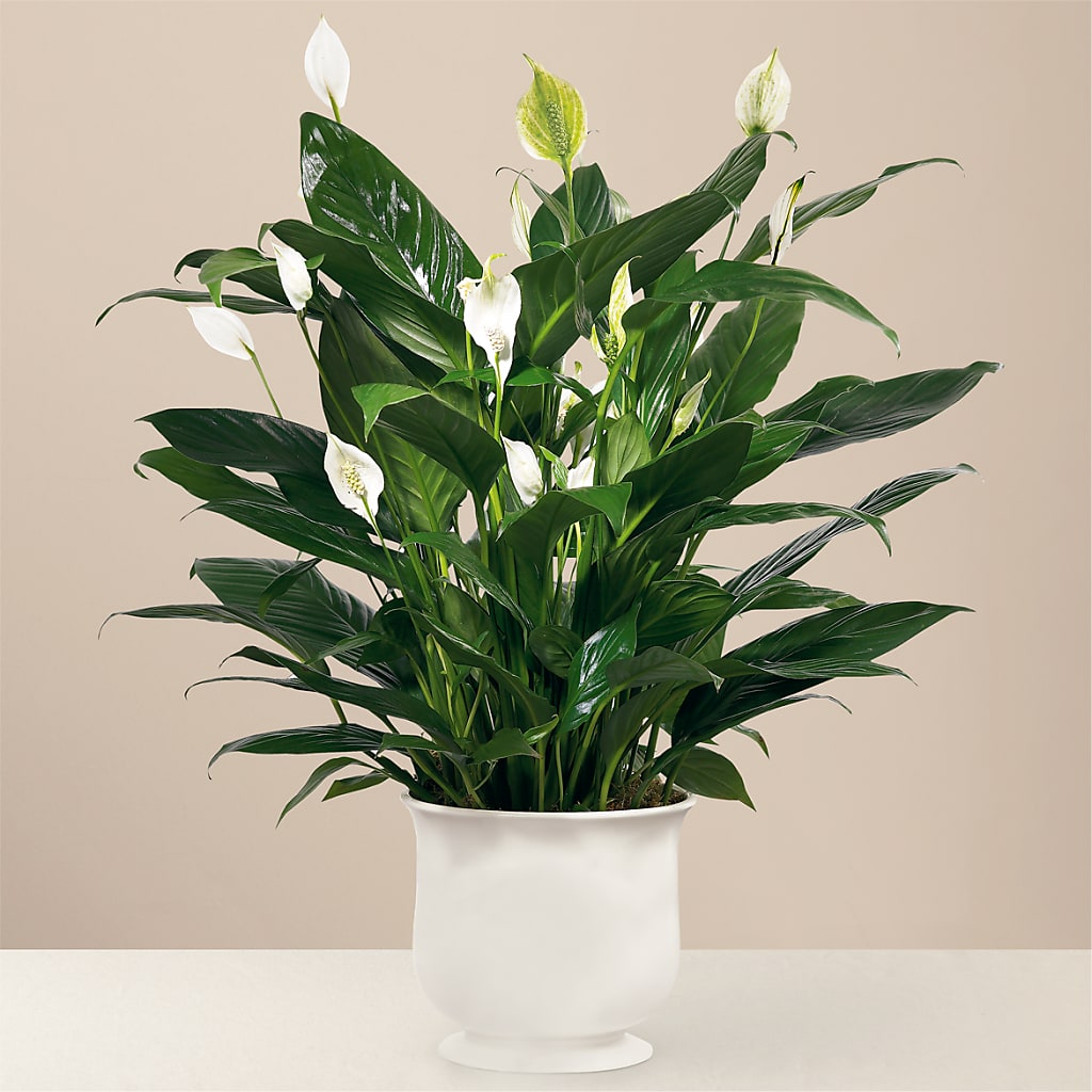 Comfort Planter – Windsor Florist Inc., The, New York NY