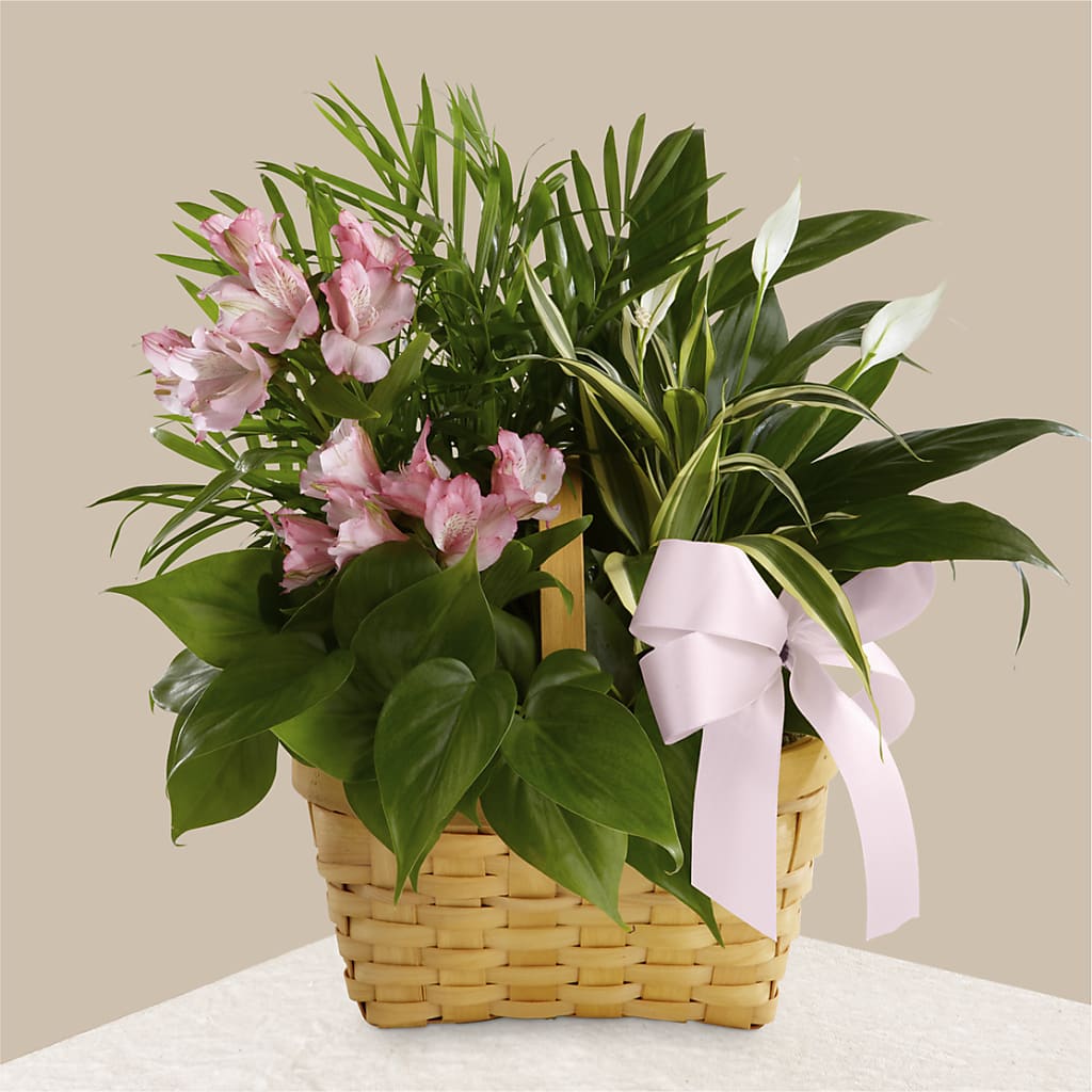Living Spirit Dishgarden – Windsor Florist Inc., The, New York NY