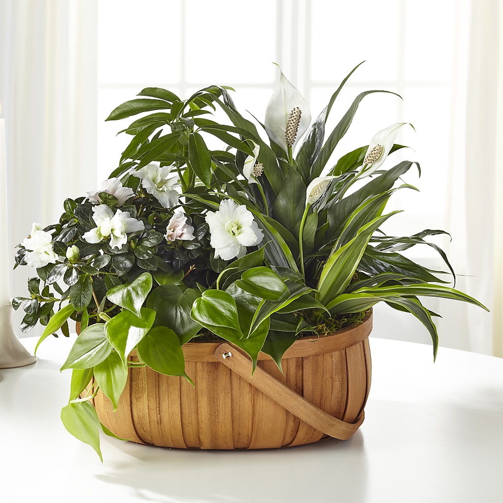 Serene Dishgarden – Windsor Florist Inc., The, New York NY