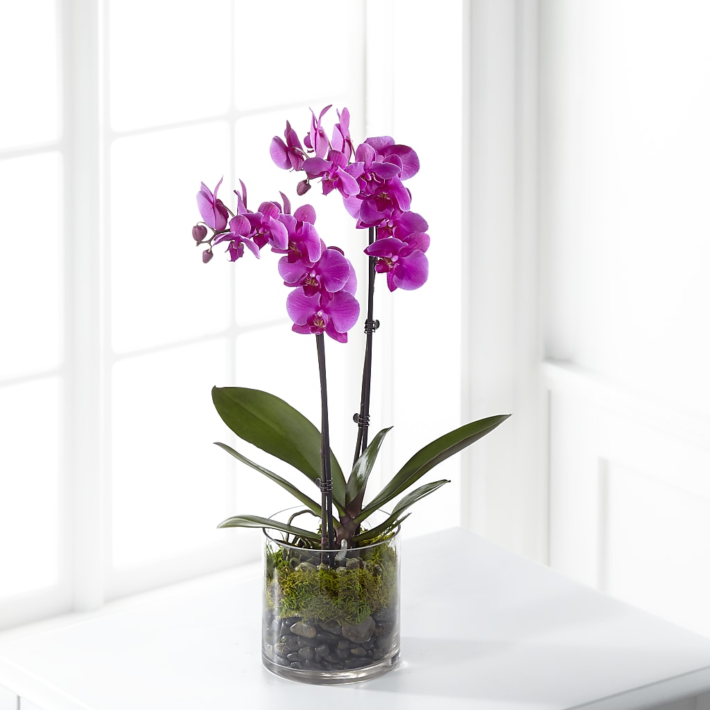 Pink Orchid Plant – Windsor Florist Inc., The, New York NY