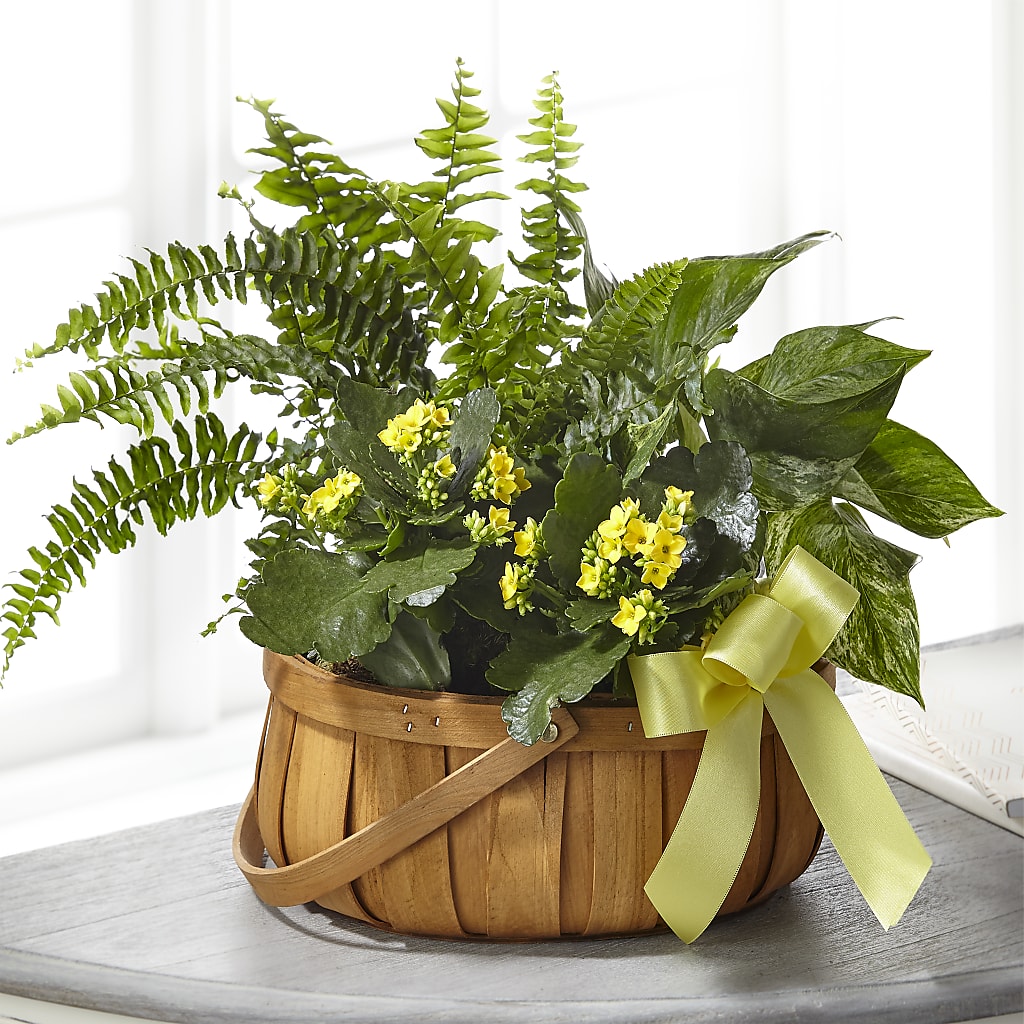 Always Dear Dishgarden – Windsor Florist Inc., The, New York NY