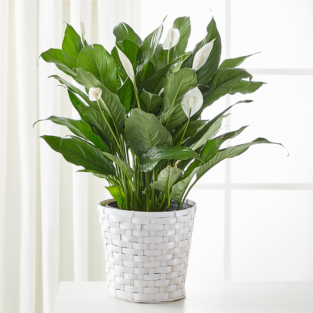 A New Leaf Peace Lily – Windsor Florist Inc., The, New York NY