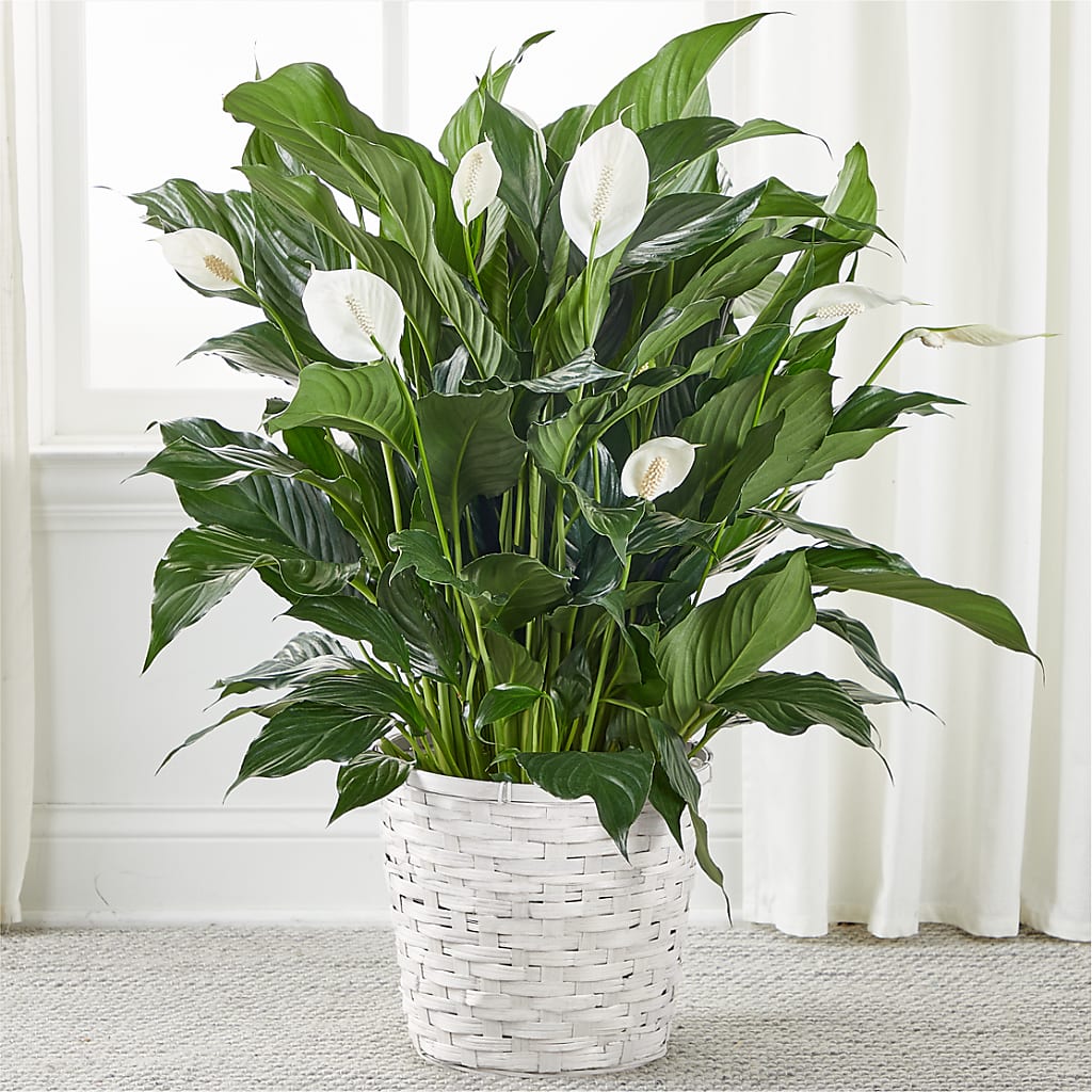 A New Leaf Peace Lily – Windsor Florist Inc., The, New York NY