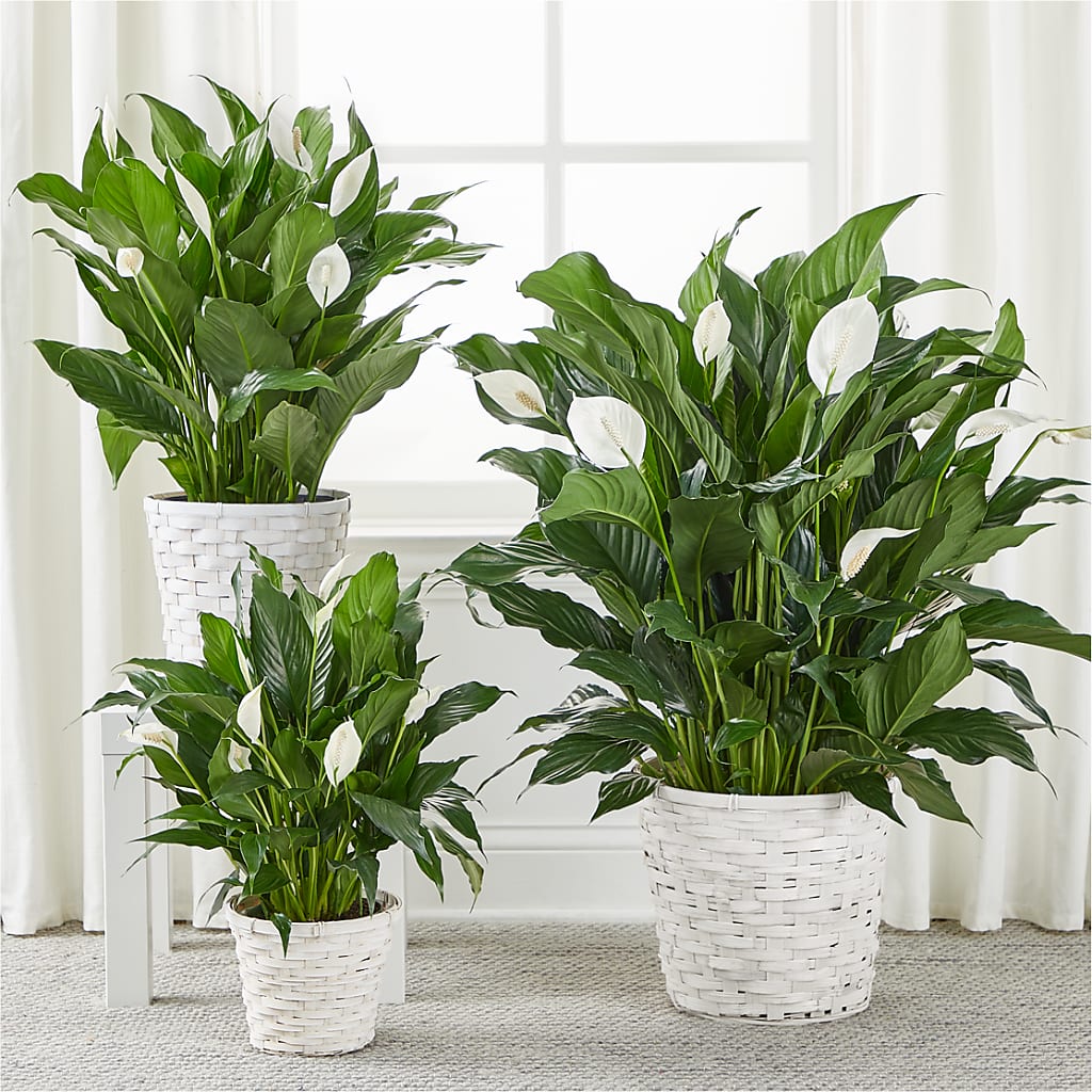 A New Leaf Peace Lily – Windsor Florist Inc., The, New York NY