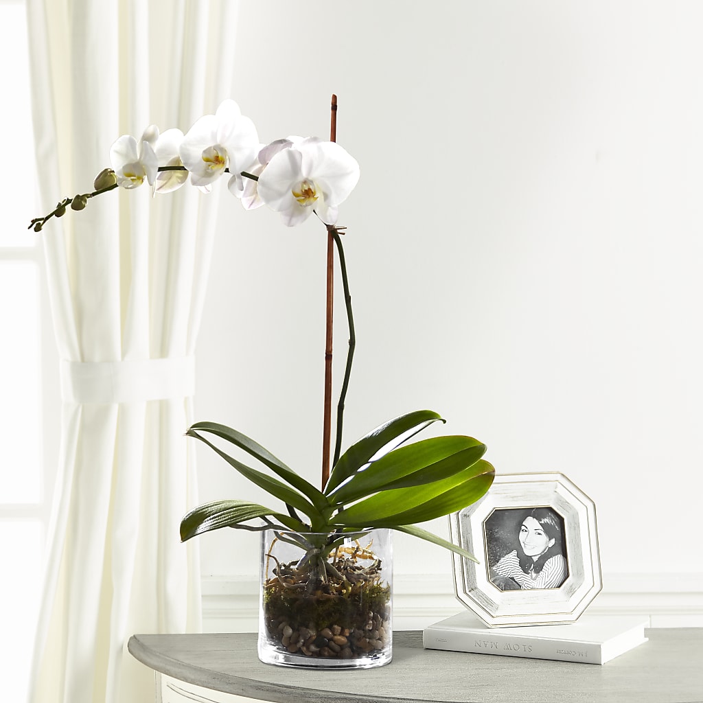 White Orchid Planter – Windsor Florist Inc., The, New York NY