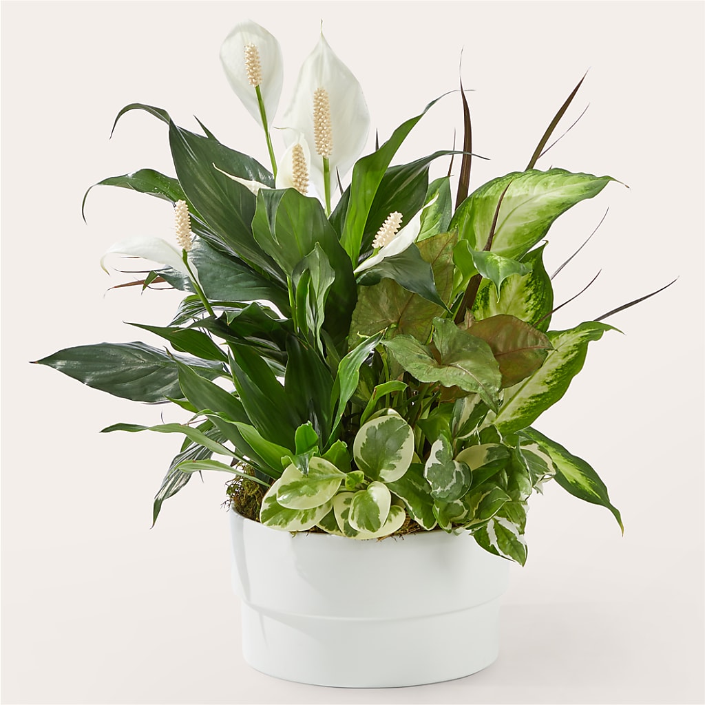 Radiating Positivity Dishgarden – Windsor Florist Inc., The, New York NY