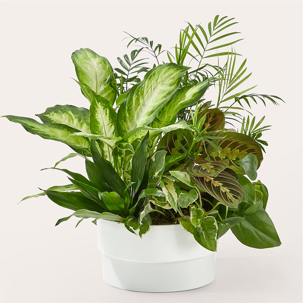 Radiating Positivity Dishgarden – Windsor Florist Inc., The, New York NY