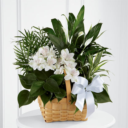 Peace & Serenity Dishgarden –  Windsor Florist Inc., The, New York NY