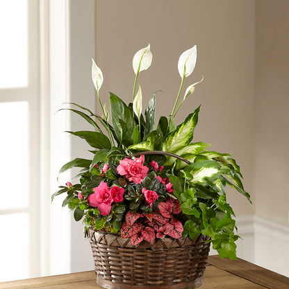 Dream in Pink Dishgarden –  Windsor Florist Inc., The, New York NY