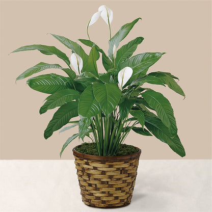 Tranquil Moments Peace Lily Plant –  Windsor Florist Inc., The, New York NY