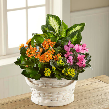 Color Crush Dishgarden –  Windsor Florist Inc., The, New York NY
