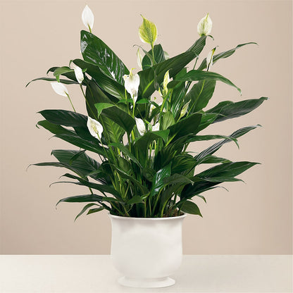 Comfort Planter –  Windsor Florist Inc., The, New York NY