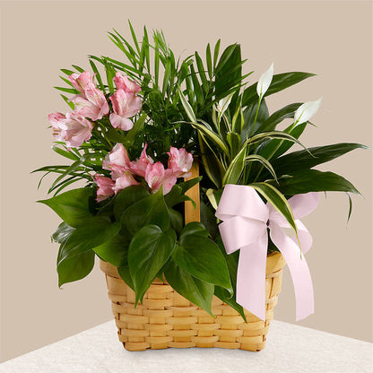 Living Spirit Dishgarden –  Windsor Florist Inc., The, New York NY
