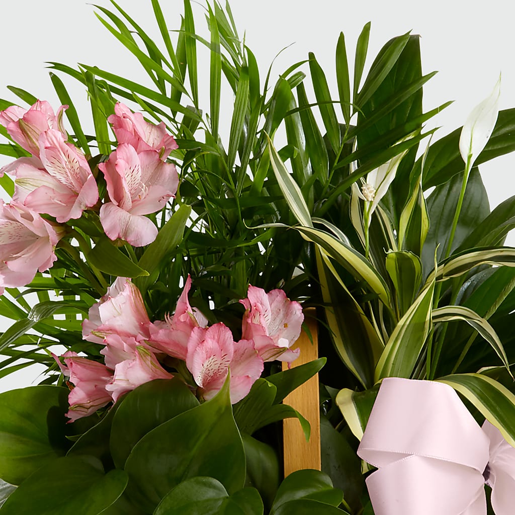 Living Spirit Dishgarden –  Windsor Florist Inc., The, New York NY