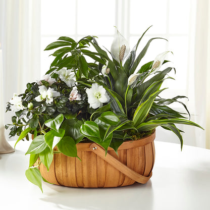 Serene Dishgarden –  Windsor Florist Inc., The, New York NY