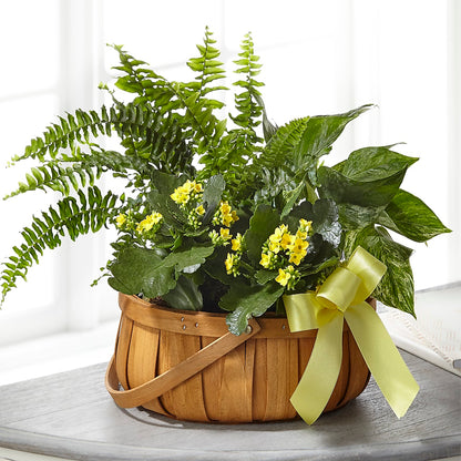 Always Dear Dishgarden –  Windsor Florist Inc., The, New York NY