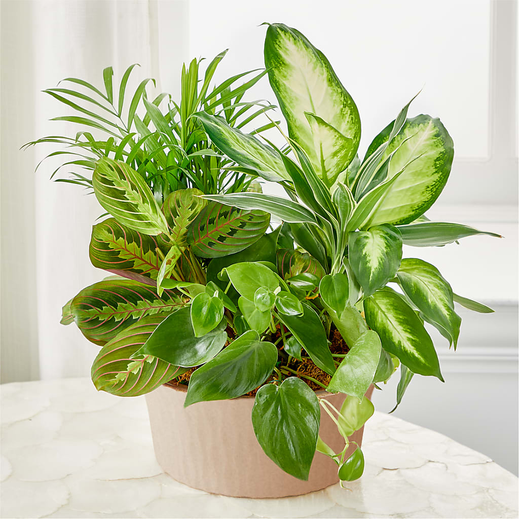 indoor plants windsor Balance & Harmony Dishgarden – green flower arrangement | New York, NY