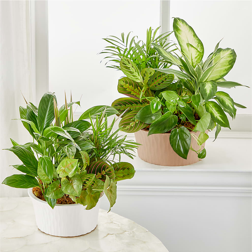 Balance & Harmony Dishgarden –  Windsor Florist Inc., The, New York NY