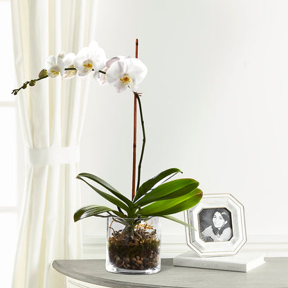 White Orchid Planter –  Windsor Florist Inc., The, New York NY