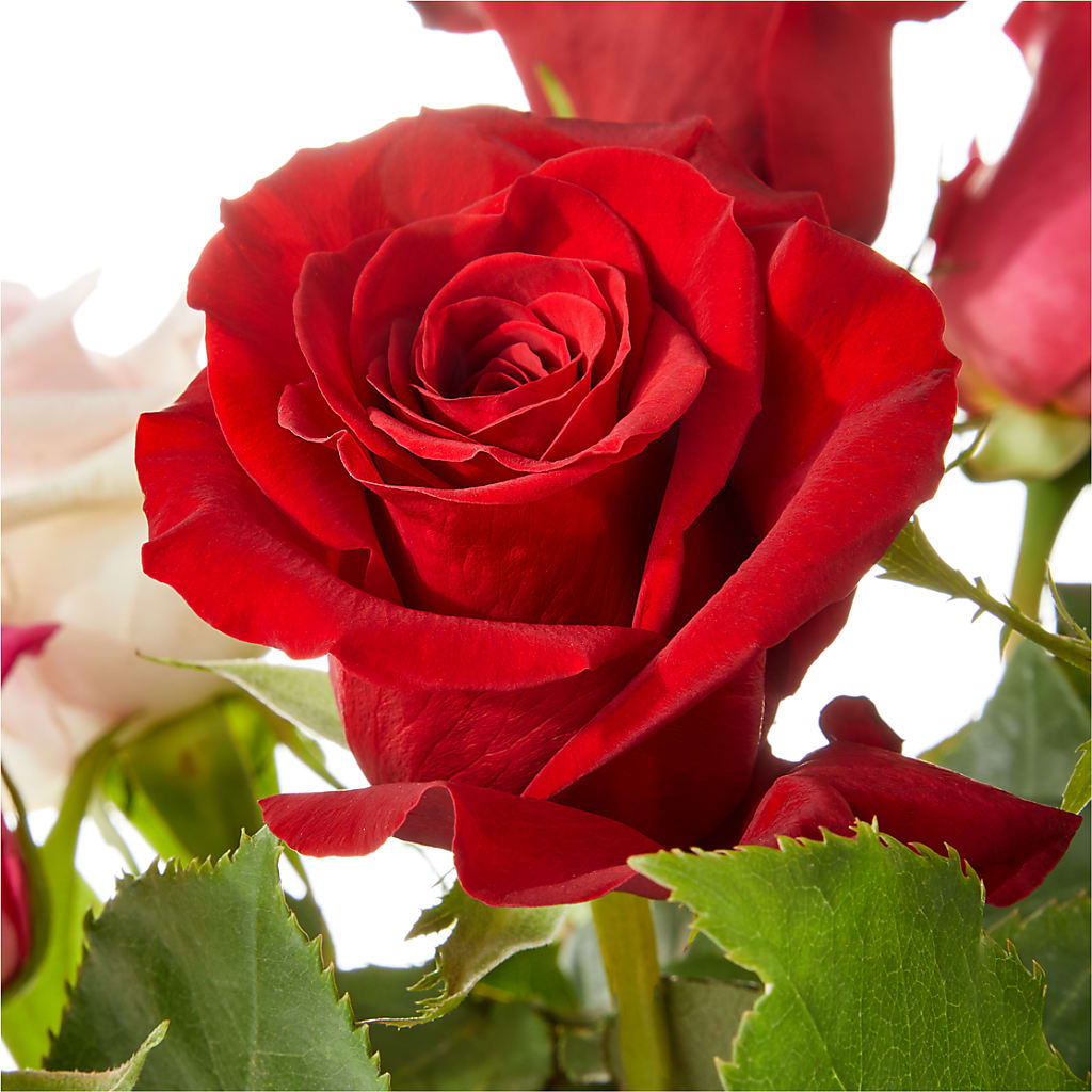Love Notes Rose Bouquet –  Windsor Florist Inc., The, New York NY